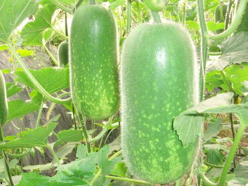 网红吃瓜圈八卦图片,八卦图片背后的惊人真相  第1张